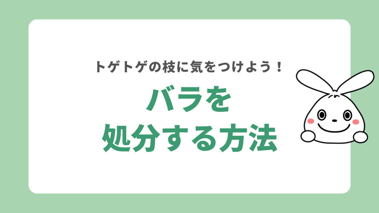 バラのようなトゲのある枝は捨て方に注意！バラの苗木はどうやって処分する？